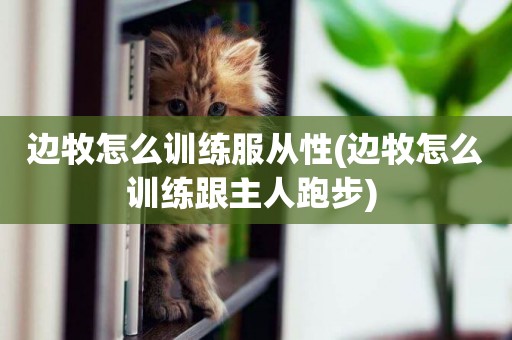 邊牧怎么訓練服從性(邊牧怎么訓練跟主人跑步) 
