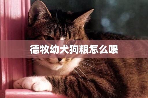 德牧幼犬狗糧怎么喂