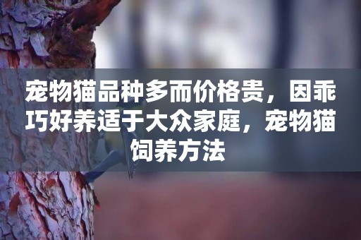 寵物貓品種多而價格貴，因乖巧好養適于大眾家庭，寵物貓飼養方法 