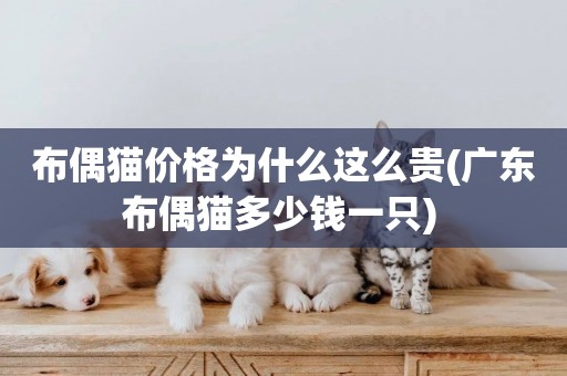 布偶貓價格為什么這么貴(廣東布偶貓多少錢一只) 