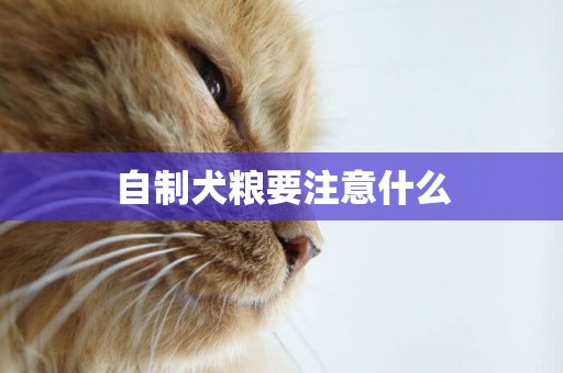 自制犬糧要注意什么