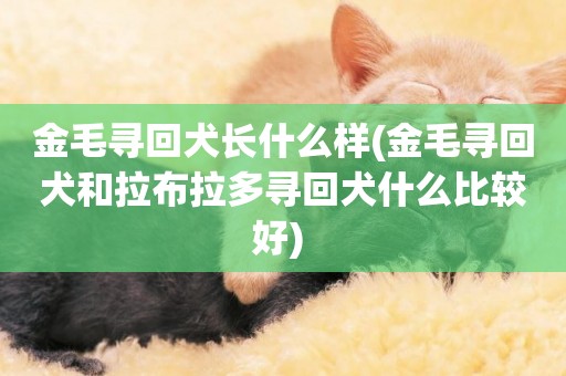 金毛尋回犬長什么樣(金毛尋回犬和拉布拉多尋回犬什么比較好) 
