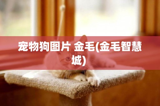 寵物狗圖片 金毛(金毛智慧城) 