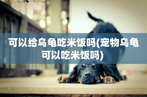可以給烏龜吃米飯嗎(寵物烏龜可以吃米飯嗎) 