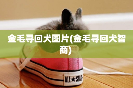 金毛尋回犬圖片(金毛尋回犬智商) 