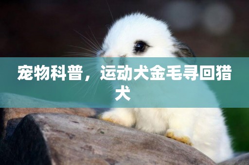寵物科普，運動犬金毛尋回獵犬 