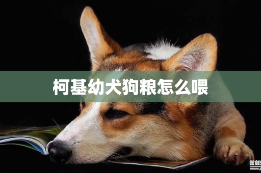 柯基幼犬狗糧怎么喂