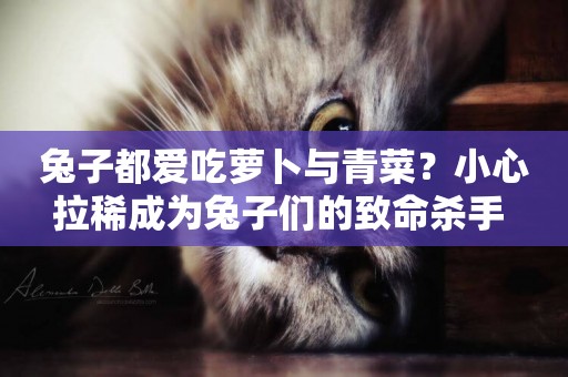 兔子都愛吃蘿卜與青菜？小心拉稀成為兔子們的致命殺手 