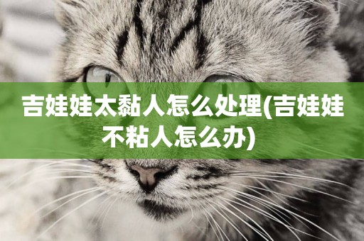 吉娃娃太黏人怎么處理(吉娃娃不粘人怎么辦) 