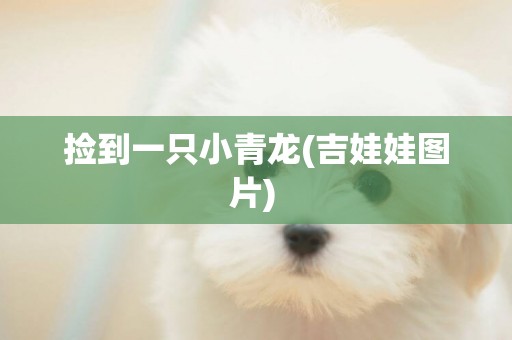 撿到一只小青龍(吉娃娃圖片) 