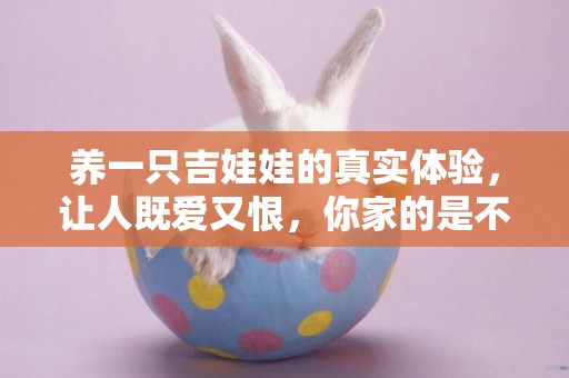 養一只吉娃娃的真實體驗，讓人既愛又恨，你家的是不是也這樣呢？ 
