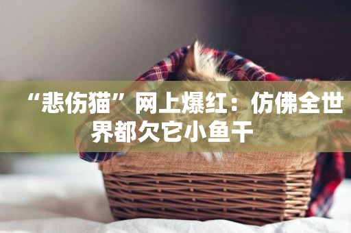 “悲傷貓”網上爆紅：仿佛全世界都欠它小魚干 