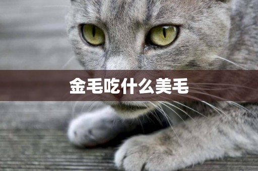 金毛吃什么美毛