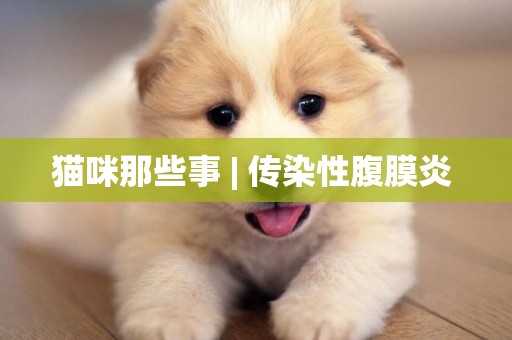 貓咪那些事 | 傳染性腹膜炎 