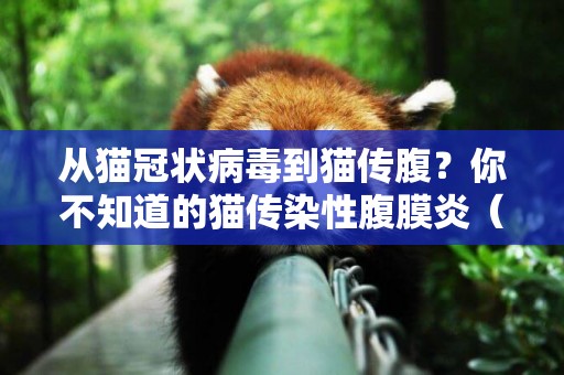 從貓冠狀病毒到貓傳腹？你不知道的貓傳染性腹膜炎（貓傳腹）剖析 