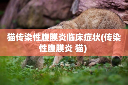貓傳染性腹膜炎臨床癥狀(傳染性腹膜炎 貓) 