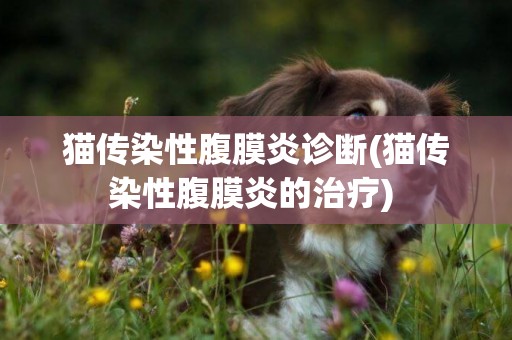 貓傳染性腹膜炎診斷(貓傳染性腹膜炎的治療) 