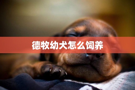 德牧幼犬怎么飼養