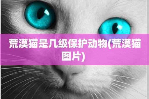 荒漠貓是幾級保護動物(荒漠貓圖片) 