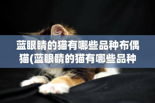 藍眼睛的貓有哪些品種布偶貓(藍眼睛的貓有哪些品種貓) 