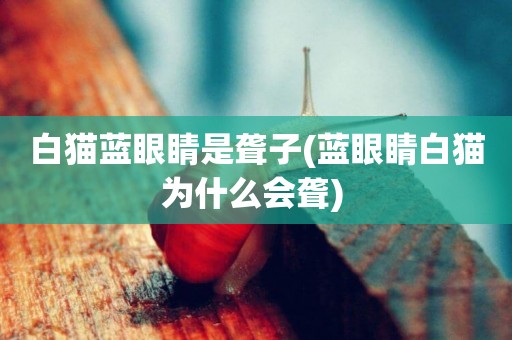 白貓藍眼睛是聾子(藍眼睛白貓為什么會聾) 