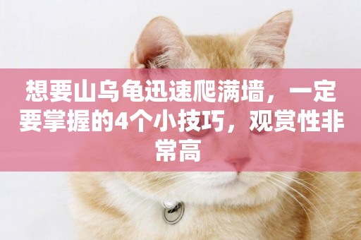 想要山烏龜迅速爬滿墻，一定要掌握的4個小技巧，觀賞性非常高 