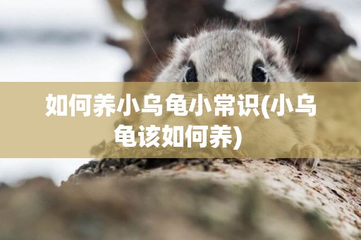 如何養小烏龜小常識(小烏龜該如何養) 