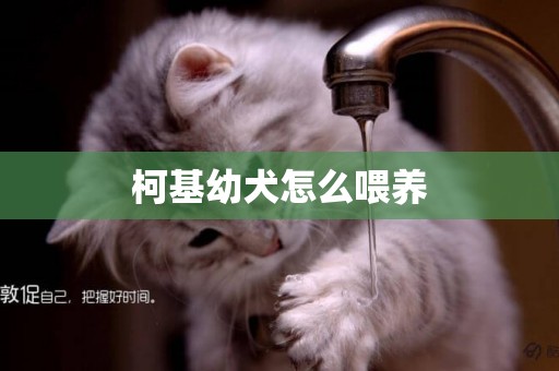 柯基幼犬怎么喂養