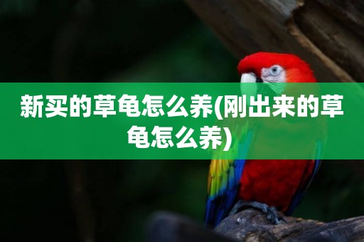 新買的草龜怎么養(剛出來的草龜怎么養) 