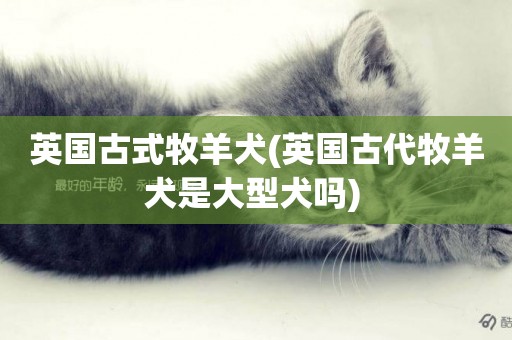 英國古式牧羊犬(英國古代牧羊犬是大型犬嗎) 