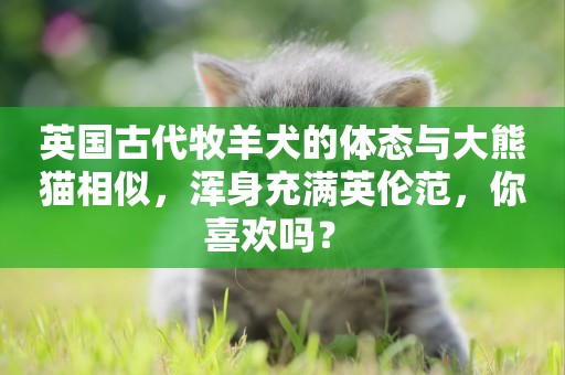 英國古代牧羊犬的體態與大熊貓相似，渾身充滿英倫范，你喜歡嗎？ 