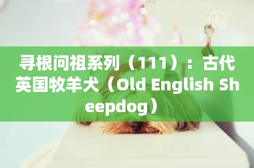 尋根問祖系列（111）：古代英國牧羊犬（Old English Sheepdog） 