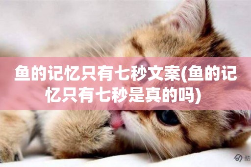 魚的記憶只有七秒文案(魚的記憶只有七秒是真的嗎) 