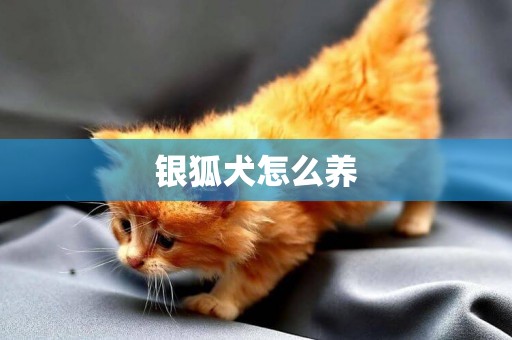 銀狐犬怎么養