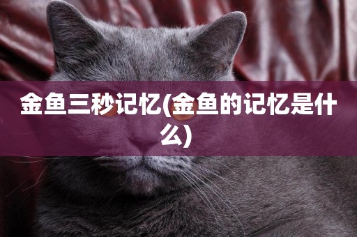 金魚三秒記憶(金魚的記憶是什么) 