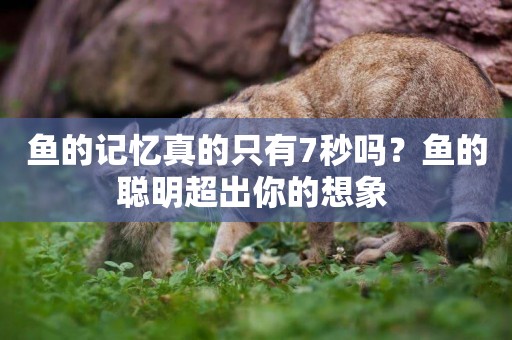 魚的記憶真的只有7秒嗎？魚的聰明超出你的想象 
