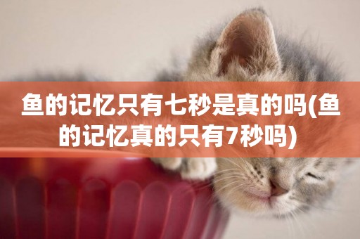 魚的記憶只有七秒是真的嗎(魚的記憶真的只有7秒嗎) 