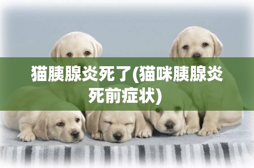 貓胰腺炎死了(貓咪胰腺炎死前癥狀) 