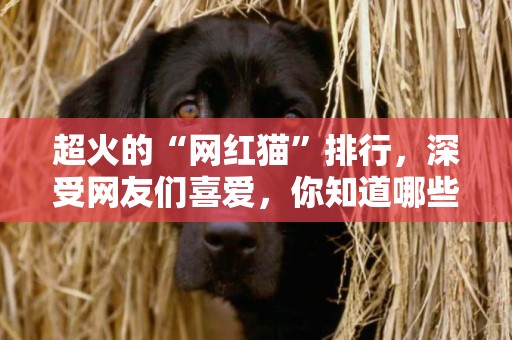 超火的“網紅貓”排行，深受網友們喜愛，你知道哪些？ 