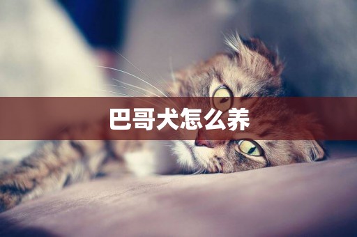 巴哥犬怎么養