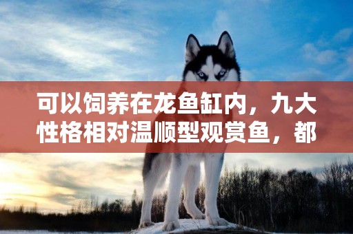 可以飼養在龍魚缸內，九大性格相對溫順型觀賞魚，都有哪些品種？ 