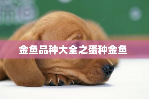 金魚品種大全之蛋種金魚 