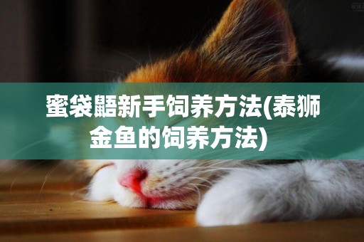 蜜袋鼯新手飼養方法(泰獅金魚的飼養方法) 