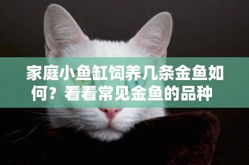 家庭小魚缸飼養幾條金魚如何？看看常見金魚的品種 