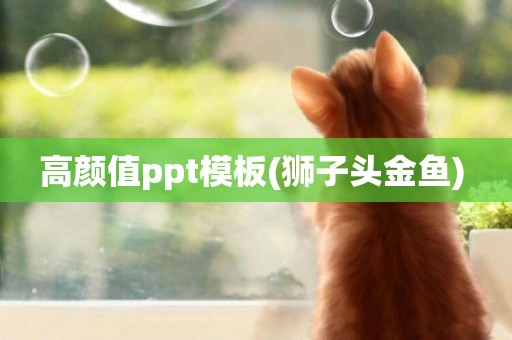 高顏值ppt模板(獅子頭金魚) 