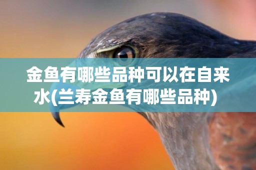 金魚有哪些品種可以在自來水(蘭壽金魚有哪些品種) 