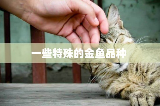 一些特殊的金魚品種 