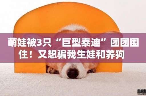 萌娃被3只“巨型泰迪”團團圍住！又想騙我生娃和養狗 