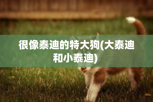 很像泰迪的特大狗(大泰迪和小泰迪) 