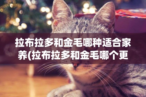拉布拉多和金毛哪種適合家養(拉布拉多和金毛哪個更適合家養) 